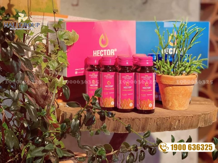 Nước Uống Đông Trùng Hạ Thảo Hector Collagen - sản phẩm "vàng" cho sức khỏe của bạn